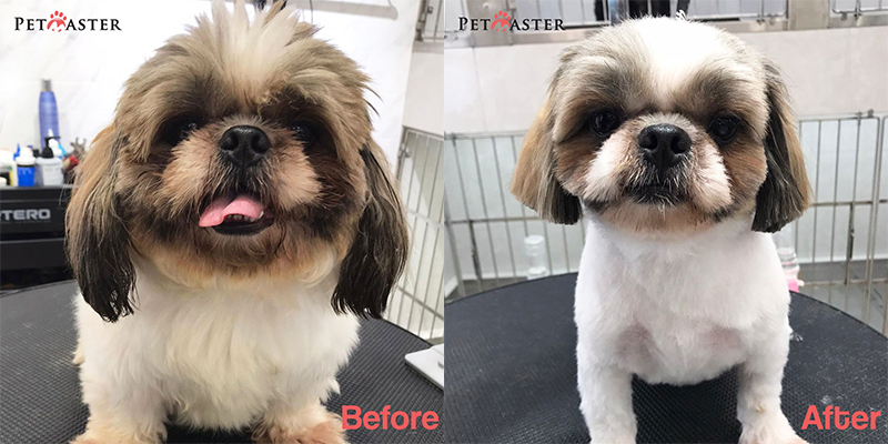 Puppy cut for for Shih Tzu 